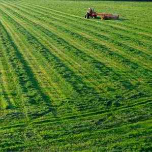 甘肃民乐：豌豆栽培忙【2】